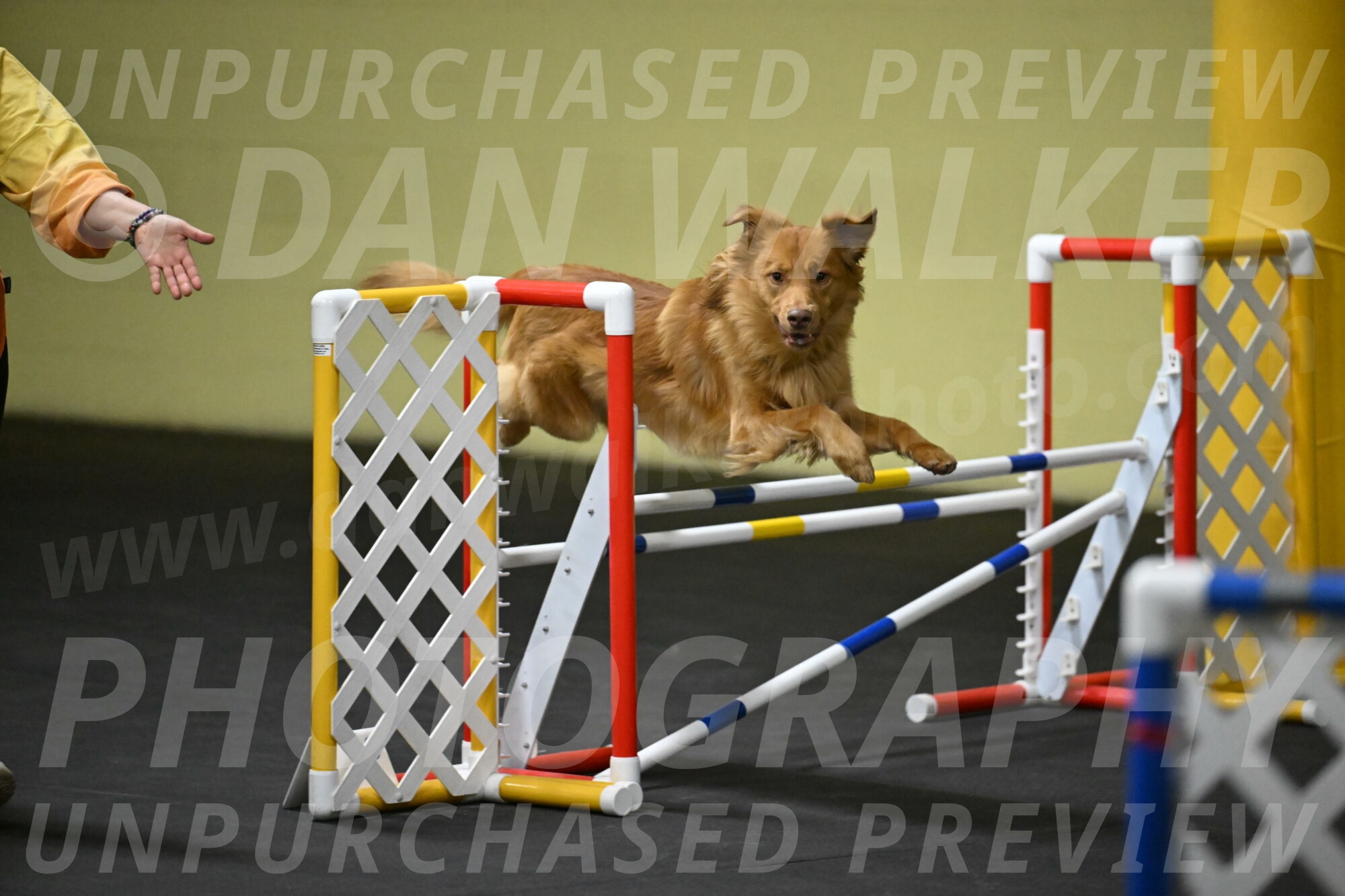 Zippity-Nemeth-12606