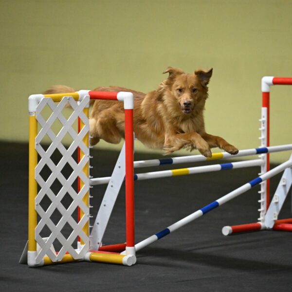 Zippity-Nemeth-12606