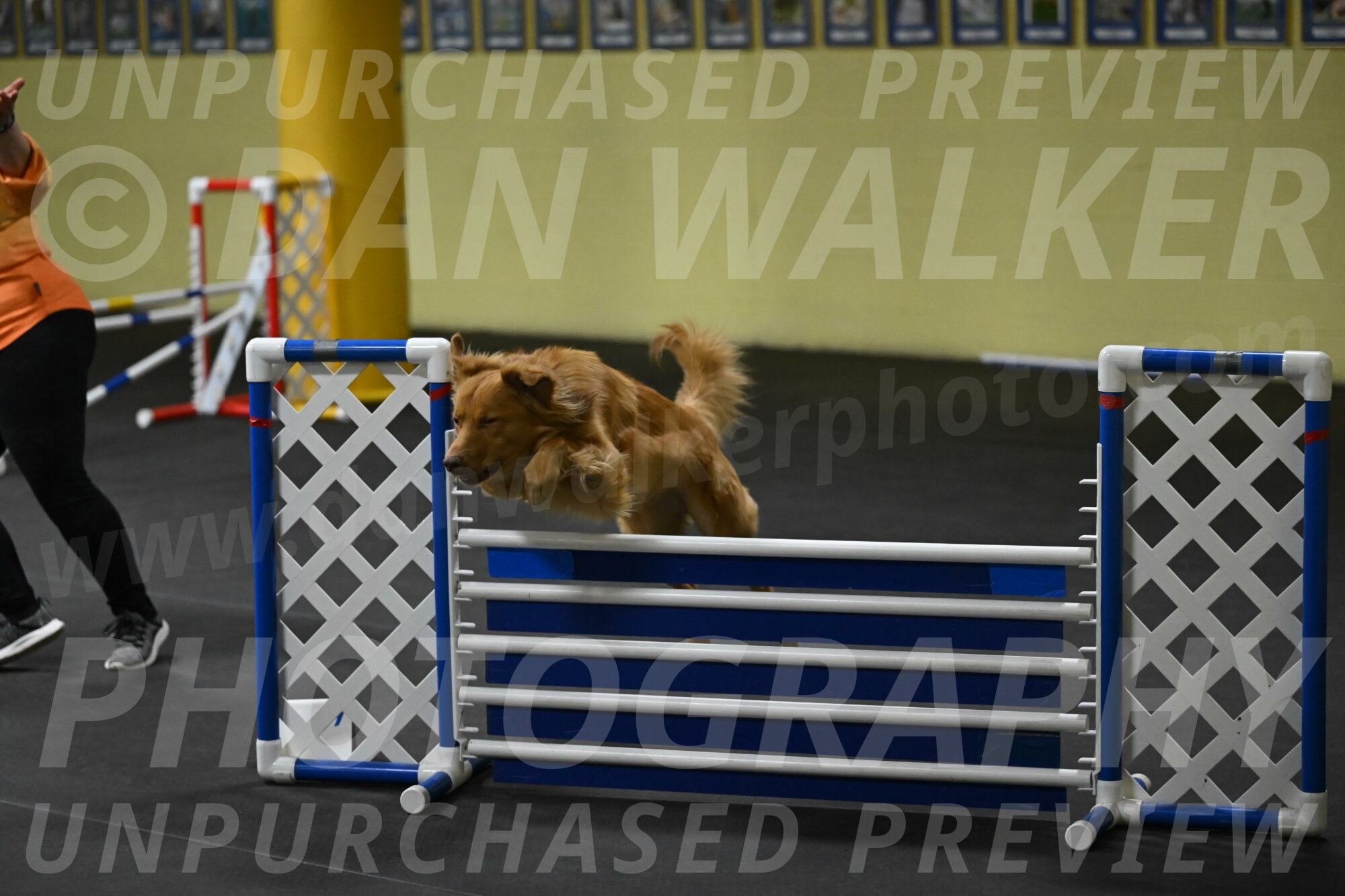 Zippity-Nemeth-12612