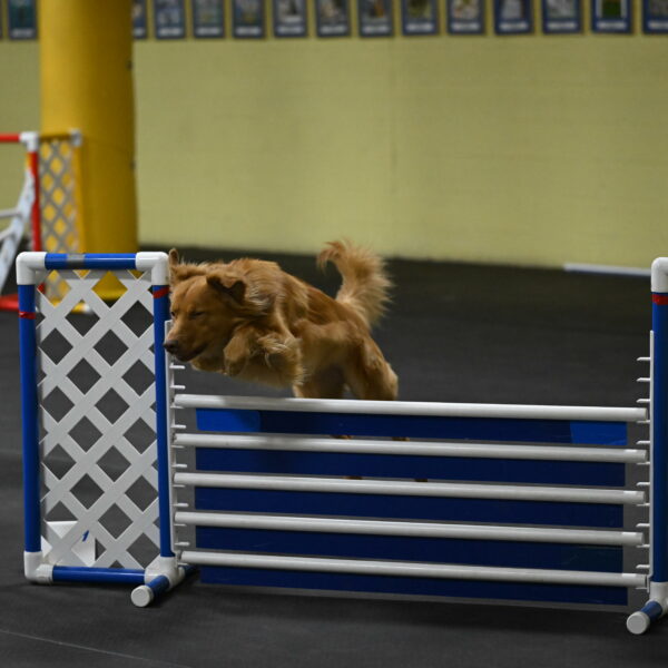 Zippity-Nemeth-12612