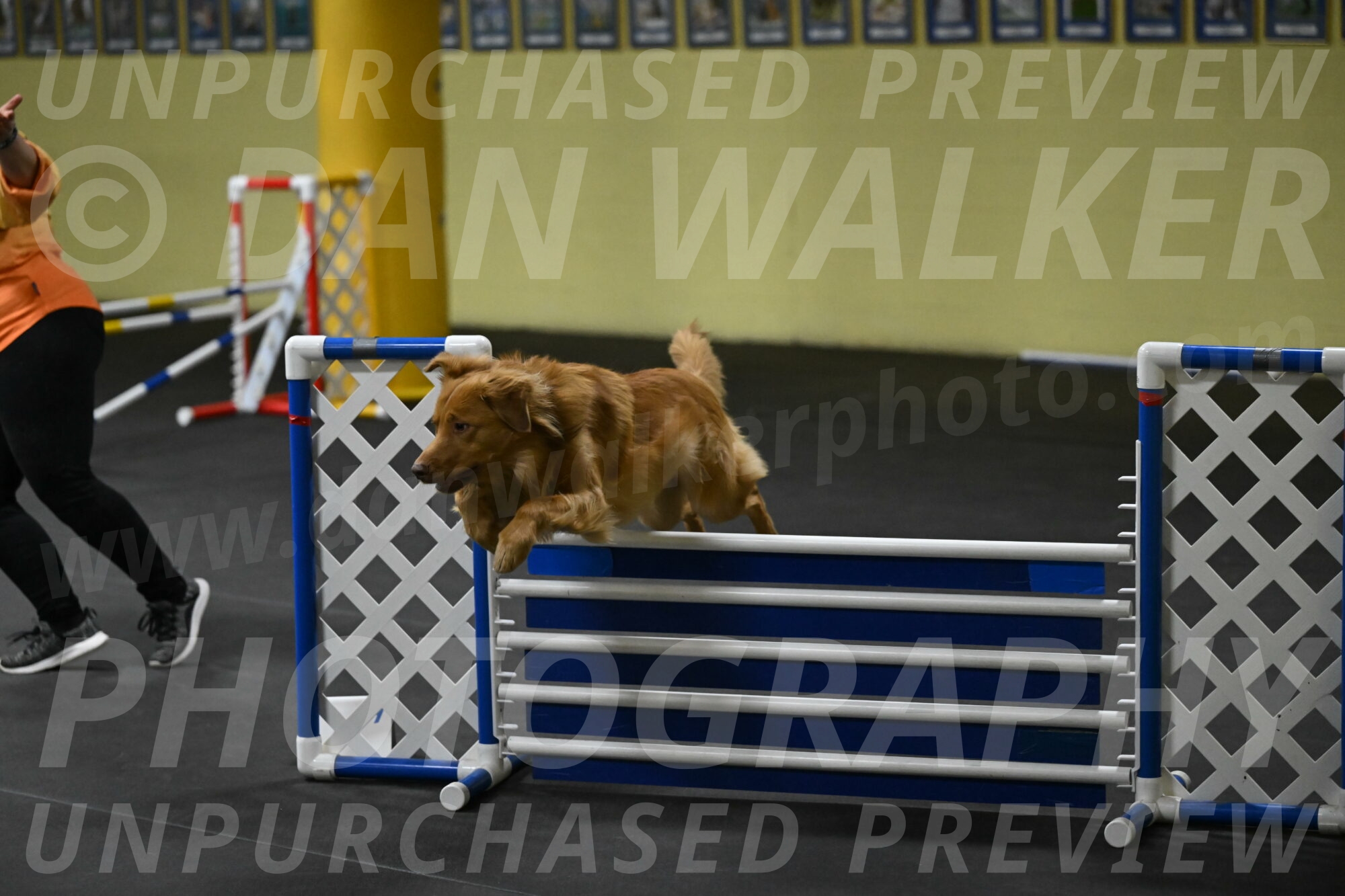 Zippity-Nemeth-12613