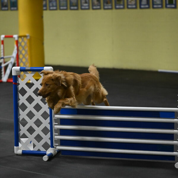 Zippity-Nemeth-12613