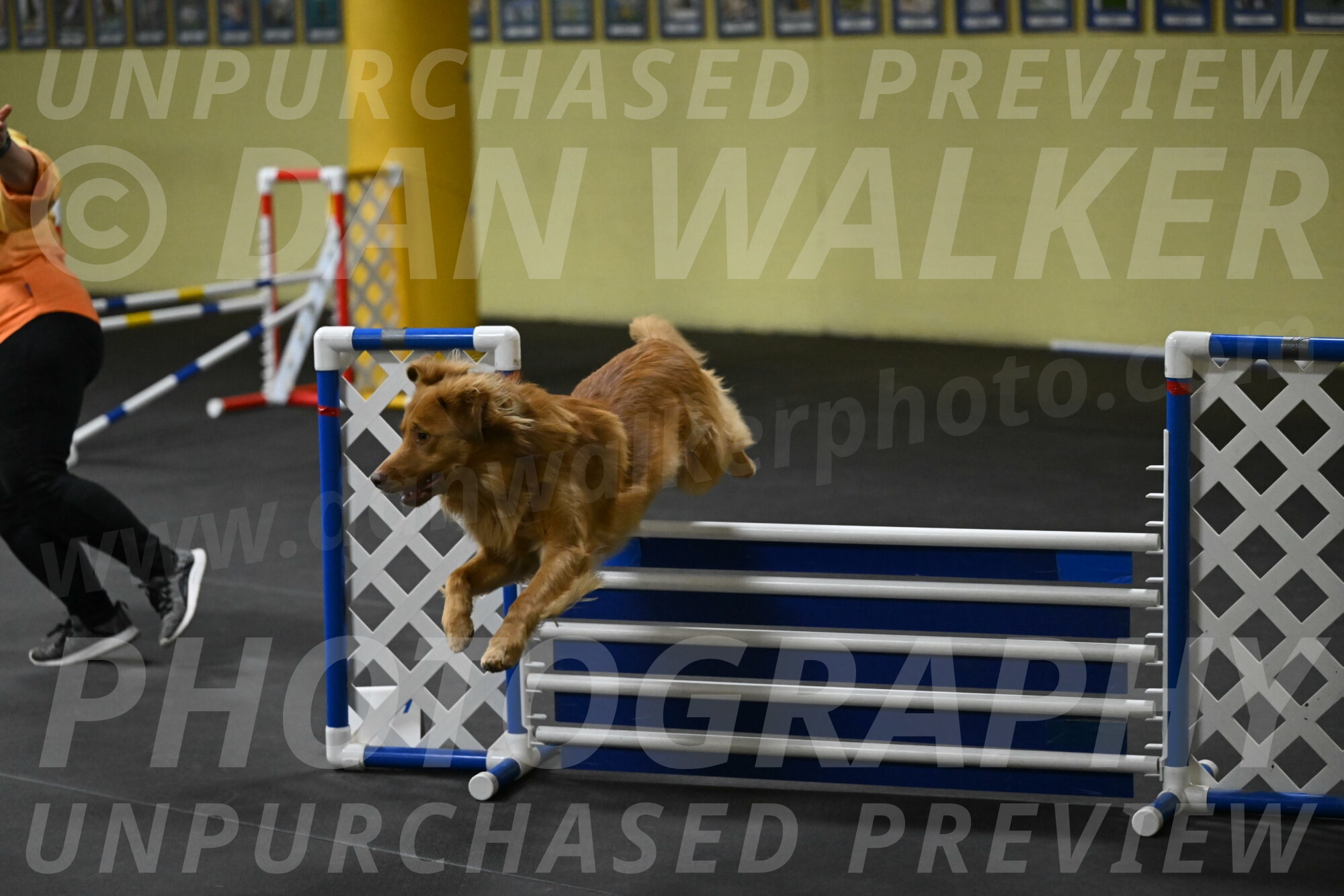 Zippity-Nemeth-12614