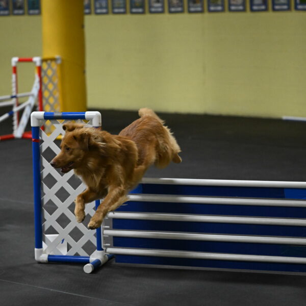 Zippity-Nemeth-12614