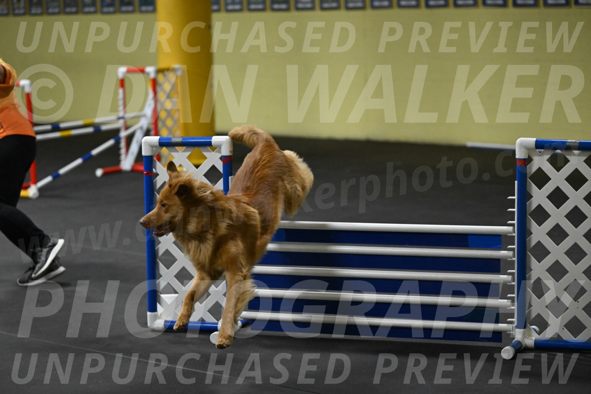 Zippity-Nemeth-12615