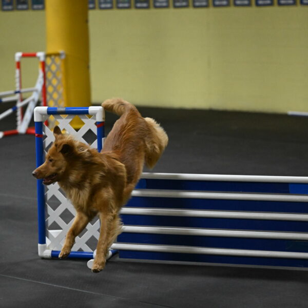 Zippity-Nemeth-12615