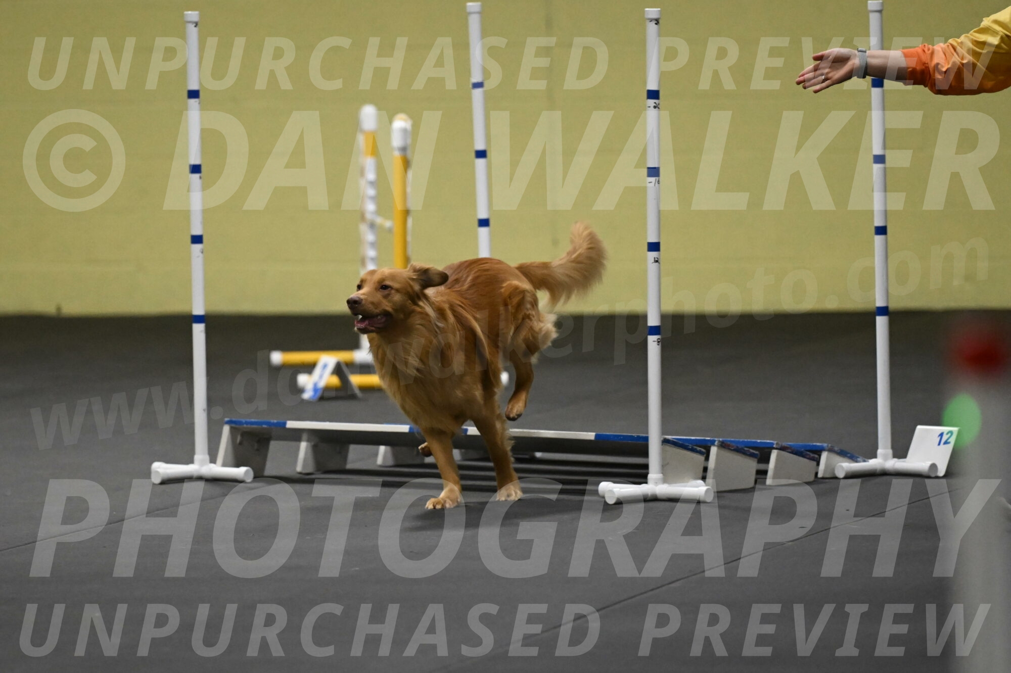 Zippity-Nemeth-12616