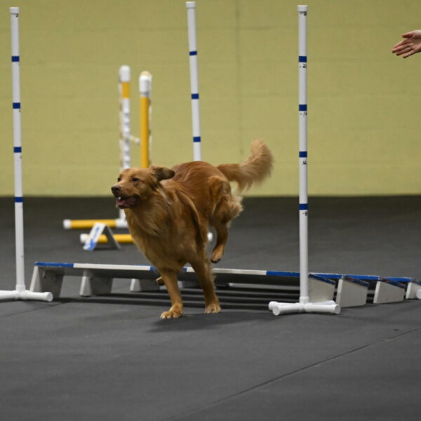 Zippity-Nemeth-12616