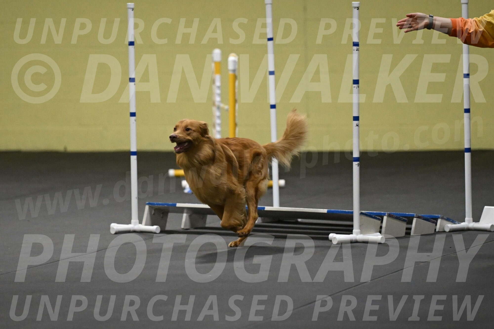 Zippity-Nemeth-12617