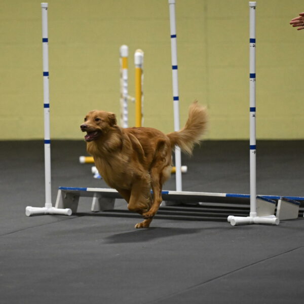 Zippity-Nemeth-12617