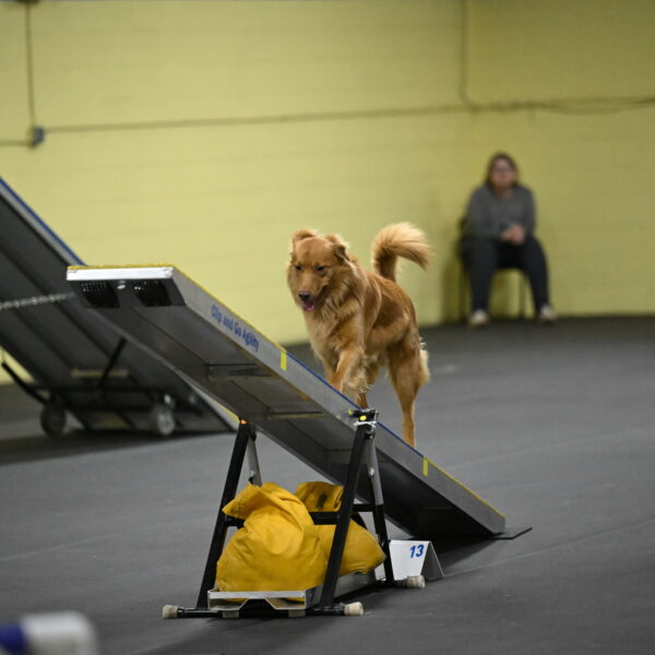 Zippity-Nemeth-12619