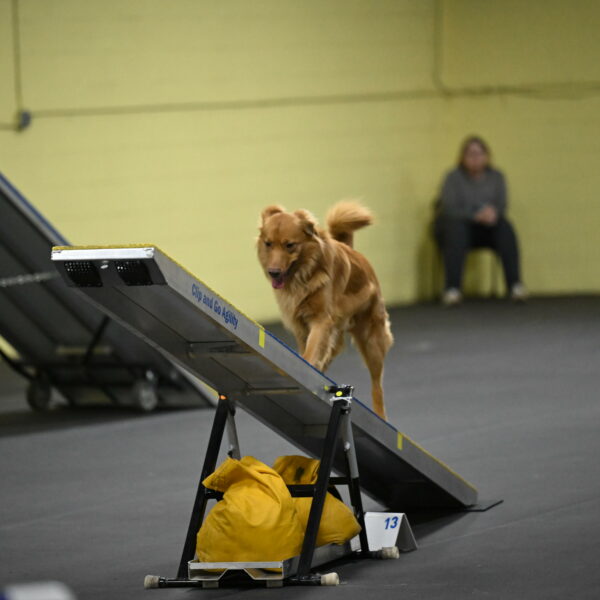 Zippity-Nemeth-12620