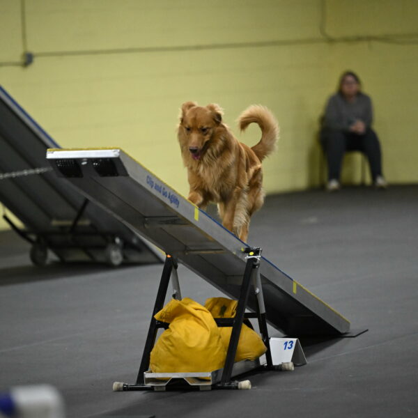 Zippity-Nemeth-12623