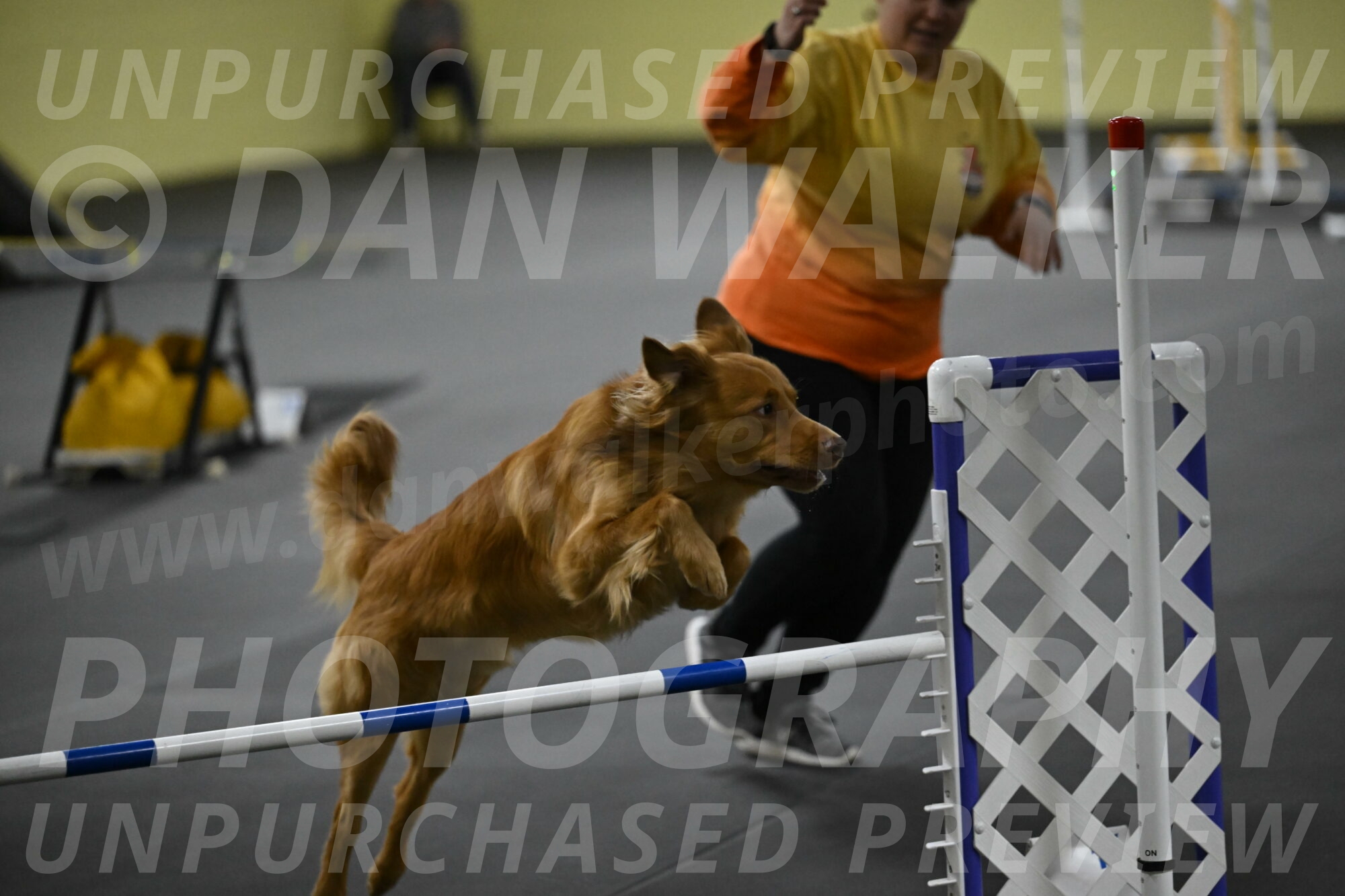 Zippity-Nemeth-12636