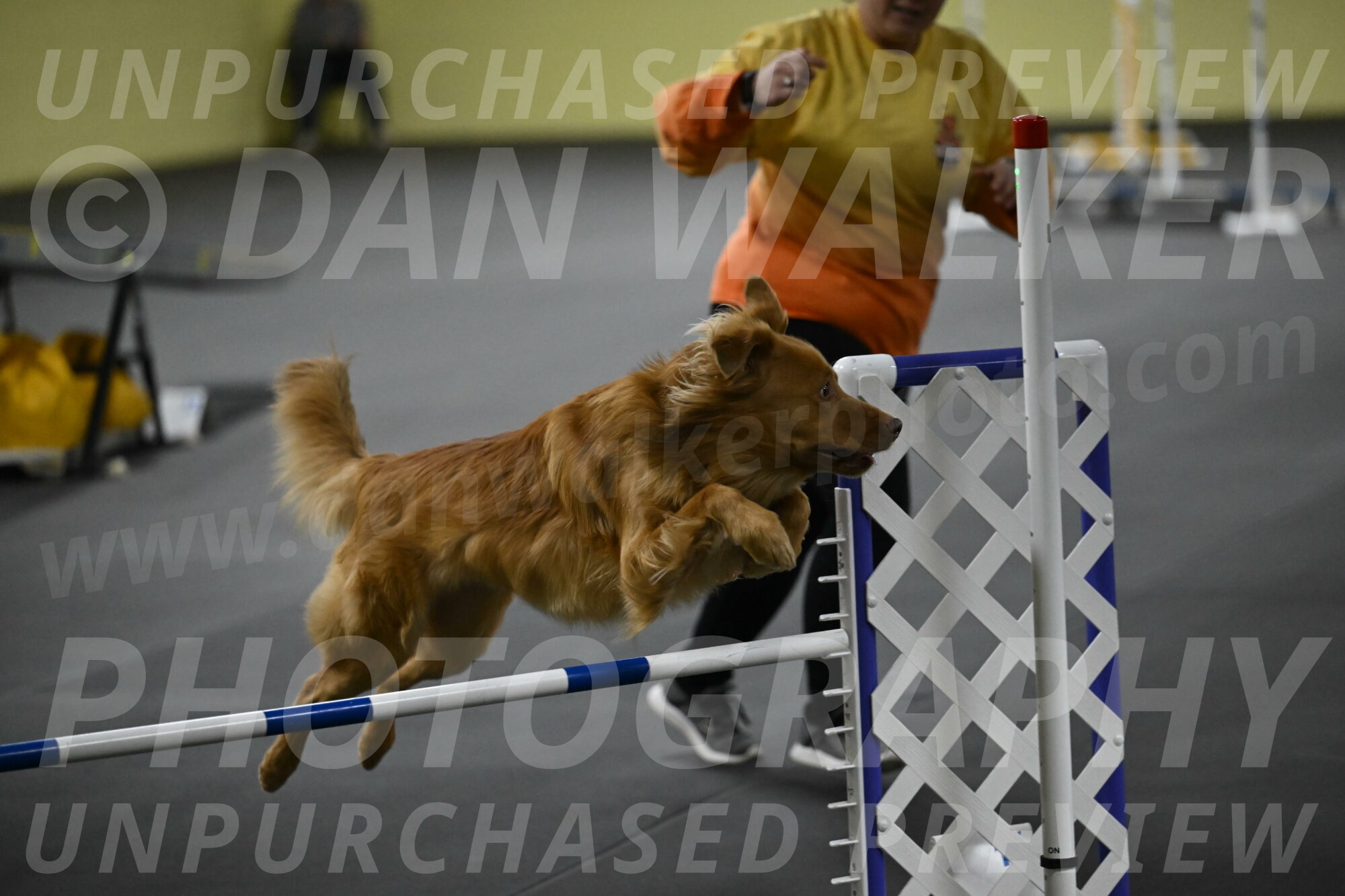 Zippity-Nemeth-12637