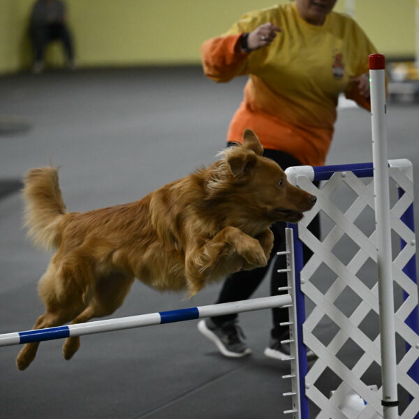 Zippity-Nemeth-12637