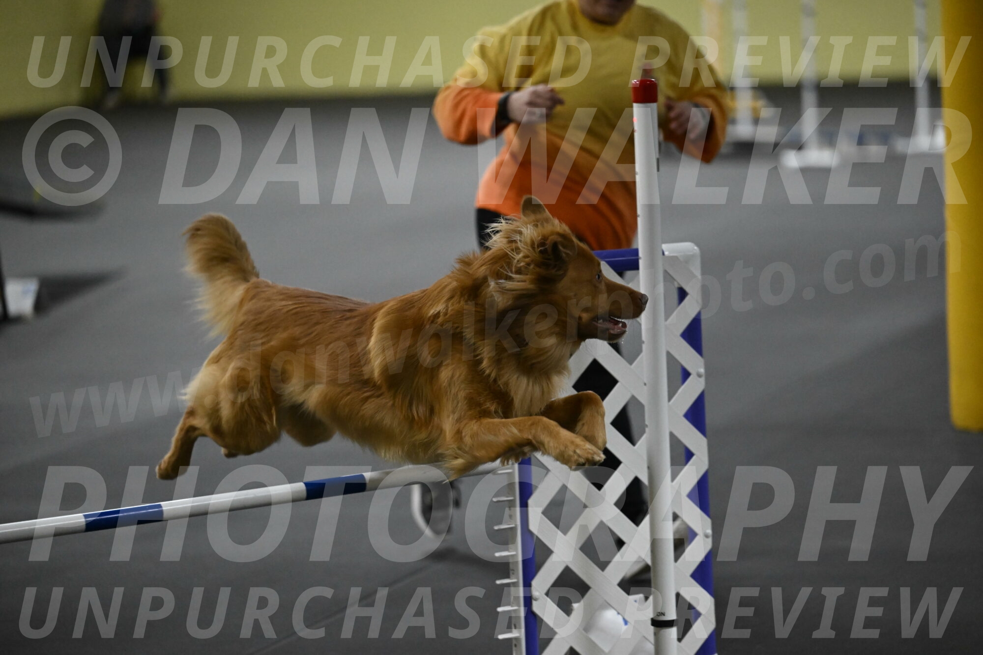 Zippity-Nemeth-12638