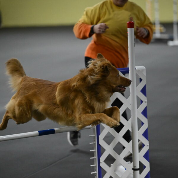 Zippity-Nemeth-12638