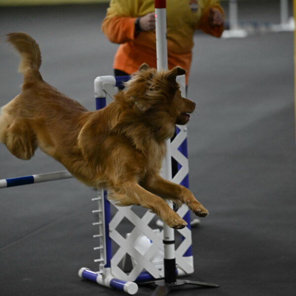 Zippity-Nemeth-12639