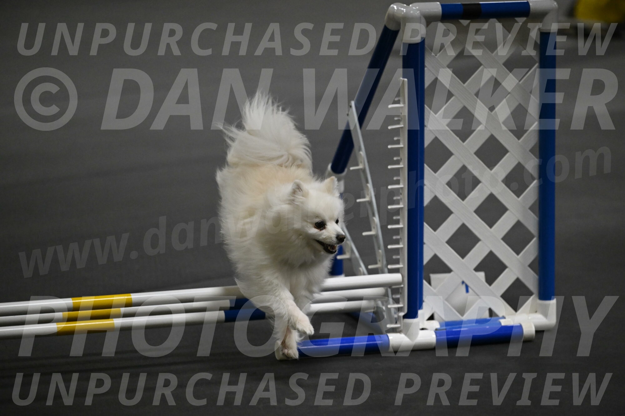 Zoey-Schneider-14477