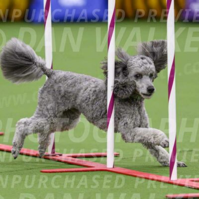 DJW_2854-Enhanced-NR