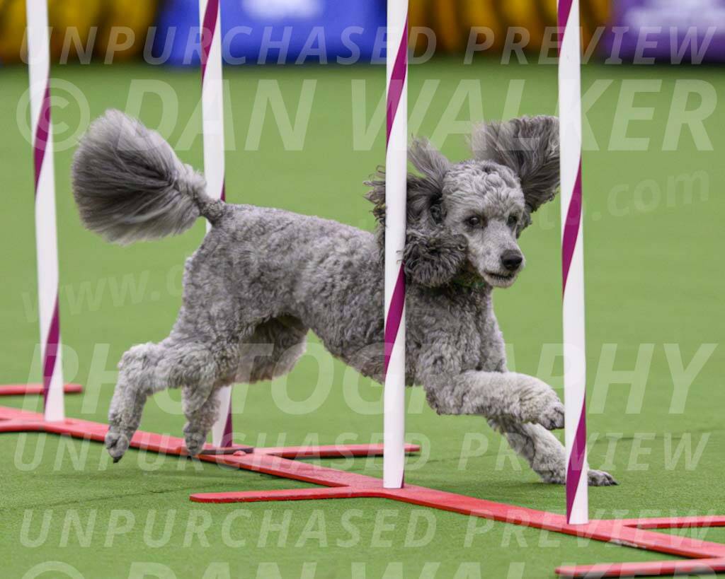 DJW_2854-Enhanced-NR