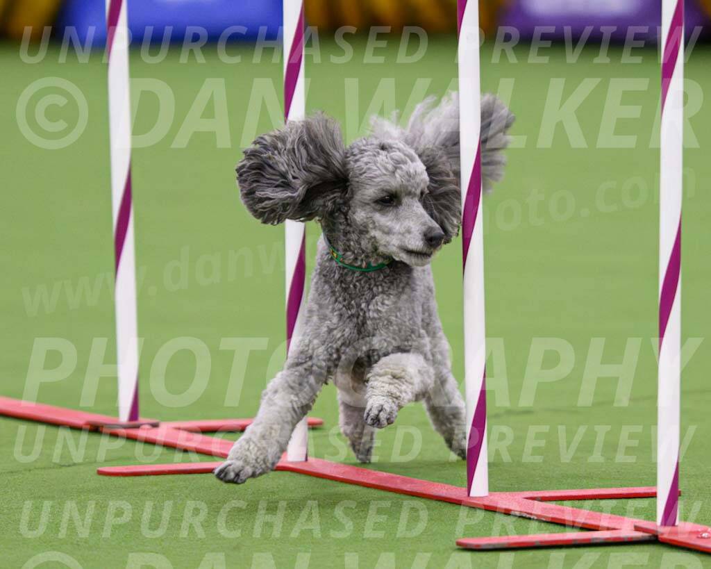 DJW_2858-Enhanced-NR