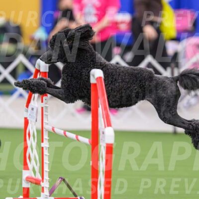 DJW_1293-Enhanced-NR