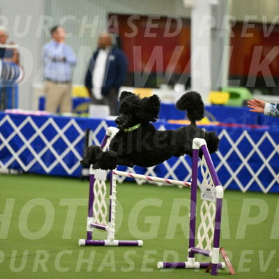 MAS-EX-JWW-24-Inch_3451