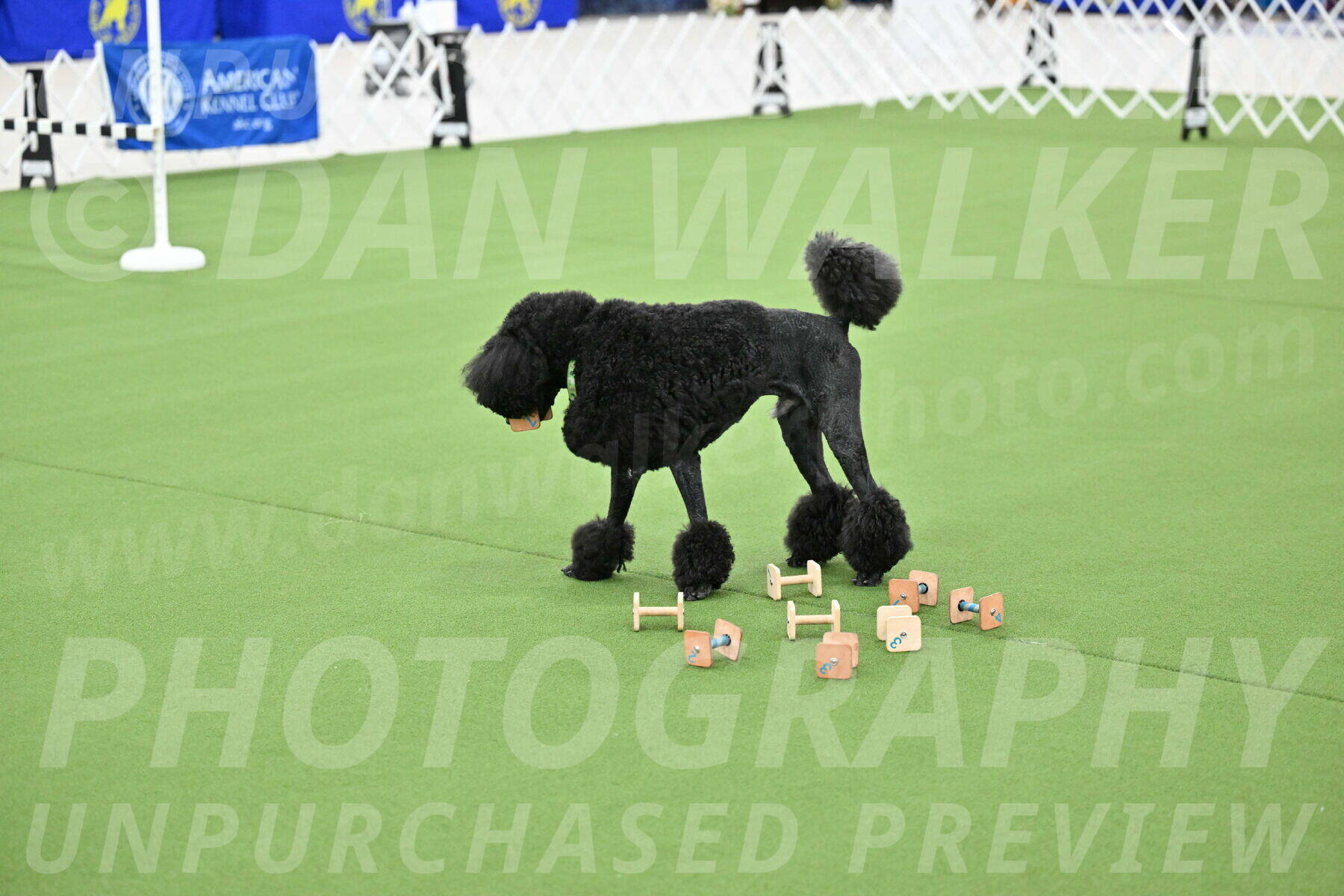 Ring-1-Afternoon-Obedience_2183