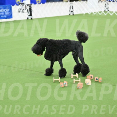 Ring-1-Afternoon-Obedience_2183