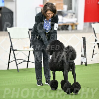 Ring-1-Afternoon-Obedience_2184