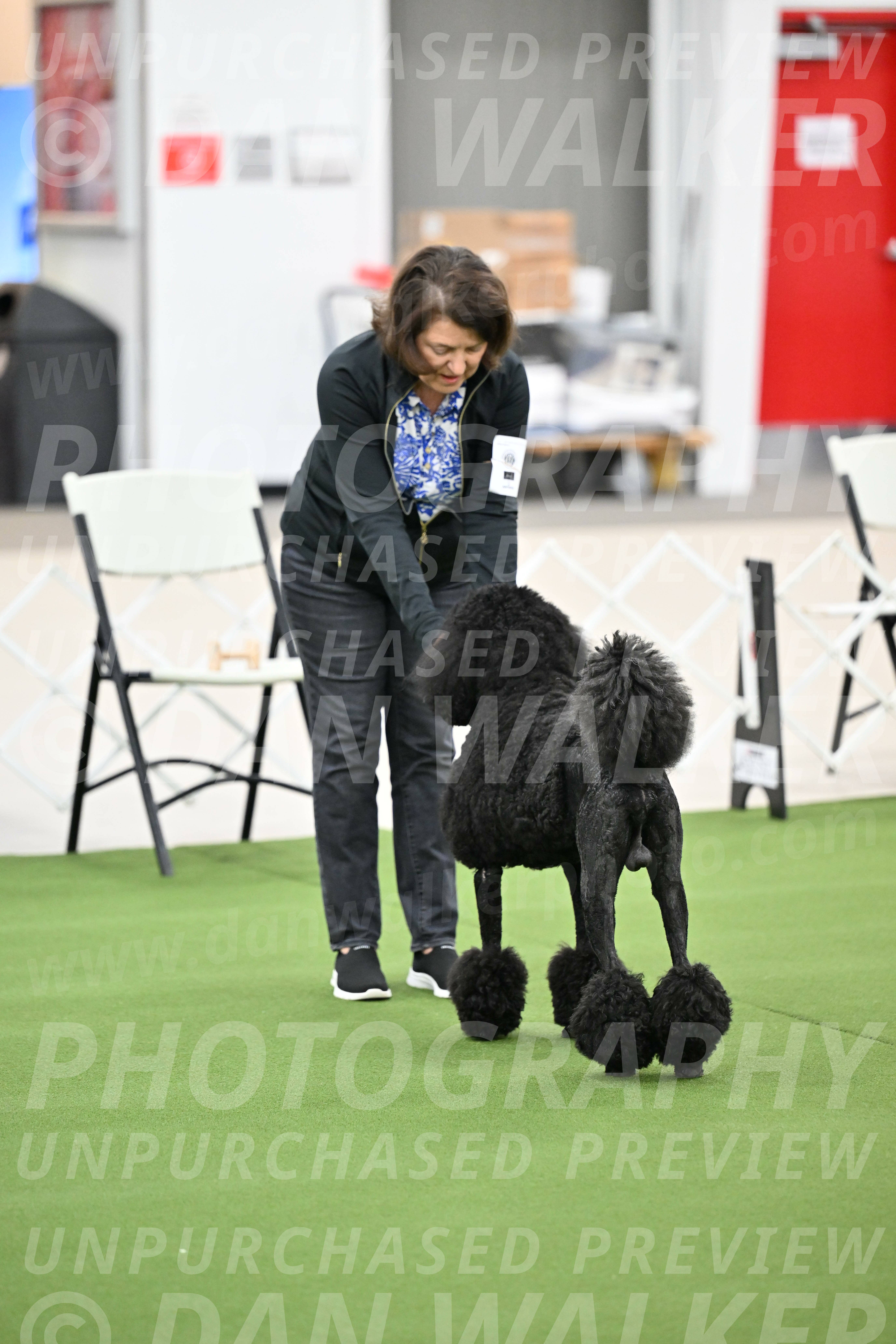 Ring-1-Afternoon-Obedience_2184