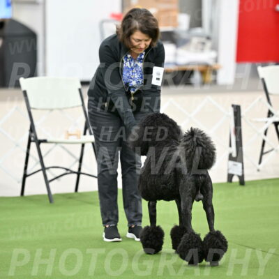 Ring-1-Afternoon-Obedience_2185