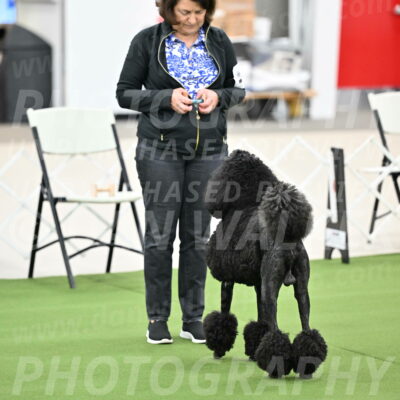 Ring-1-Afternoon-Obedience_2186