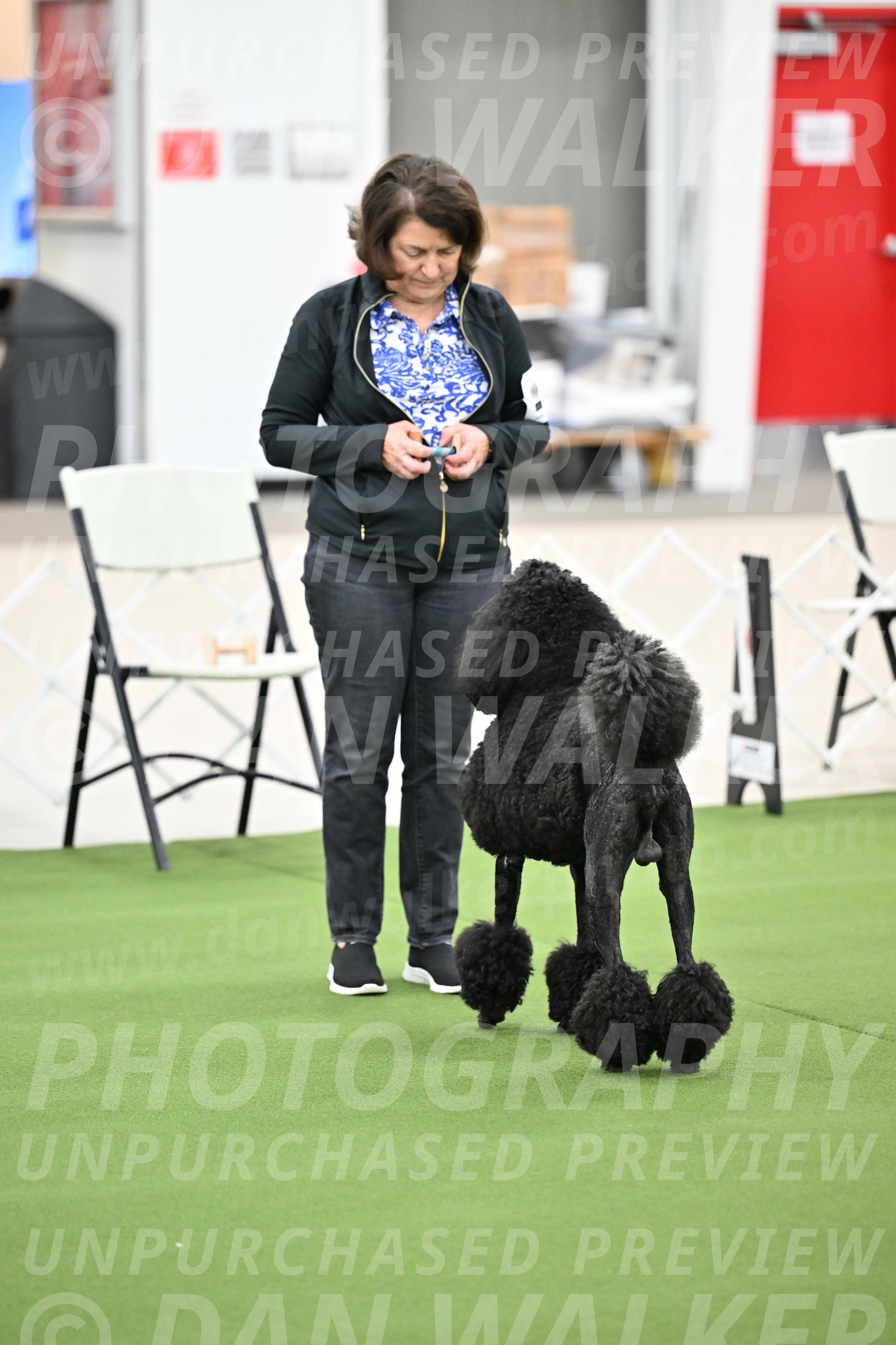 Ring-1-Afternoon-Obedience_2186