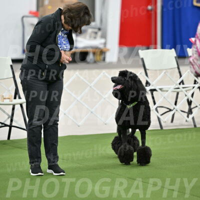 Ring-1-Afternoon-Obedience_2191