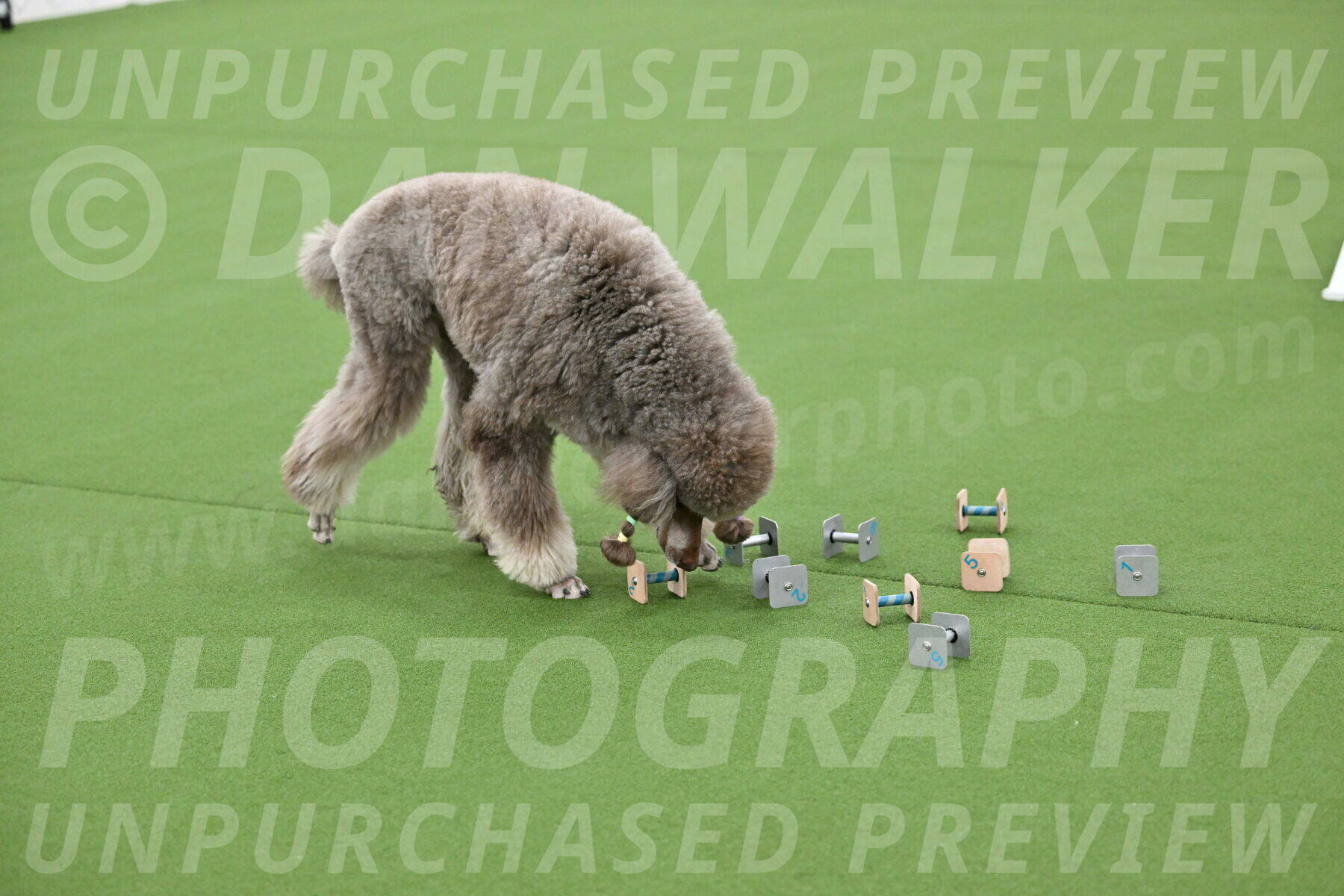 Ring-1-Afternoon-Obedience_2262