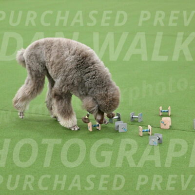 Ring-1-Afternoon-Obedience_2262