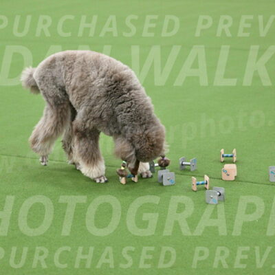 Ring-1-Afternoon-Obedience_2263