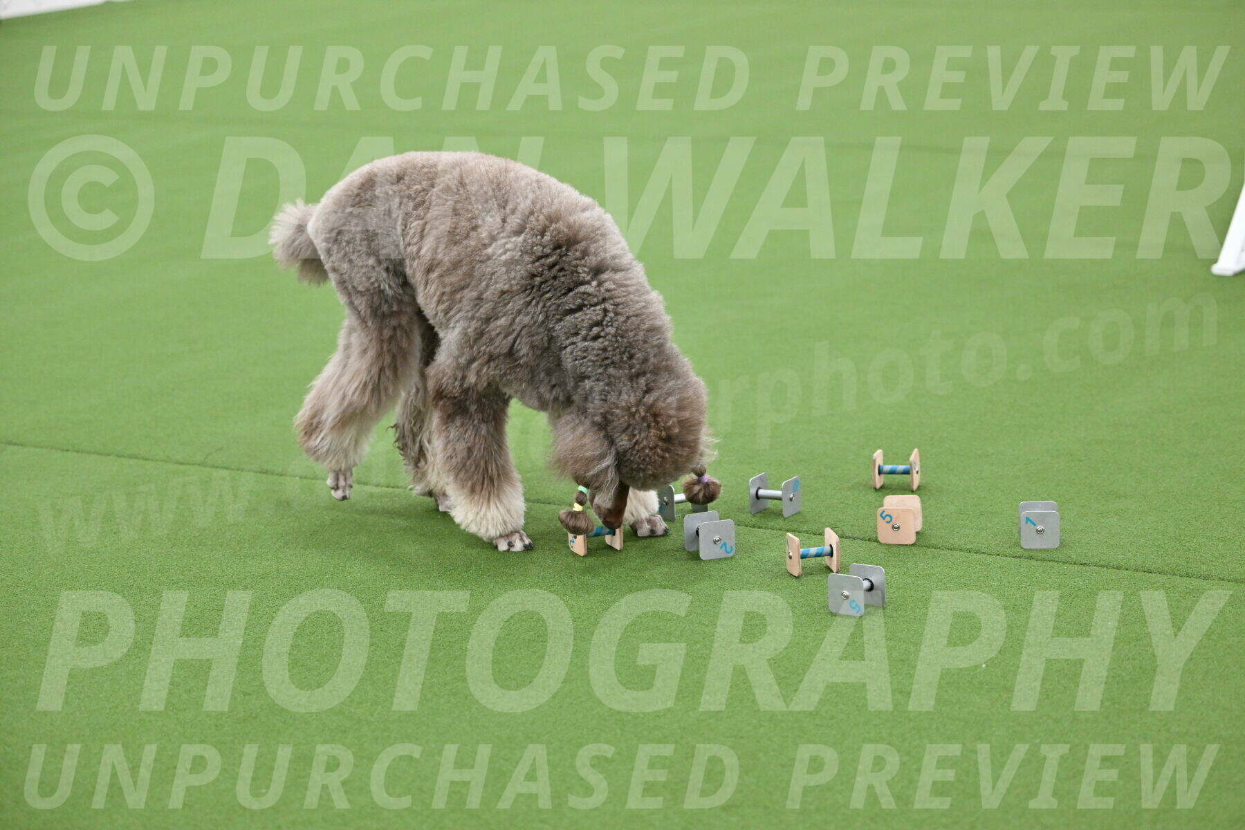 Ring-1-Afternoon-Obedience_2263