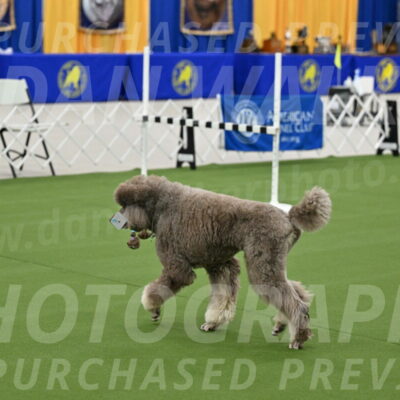 Ring-1-Afternoon-Obedience_2264