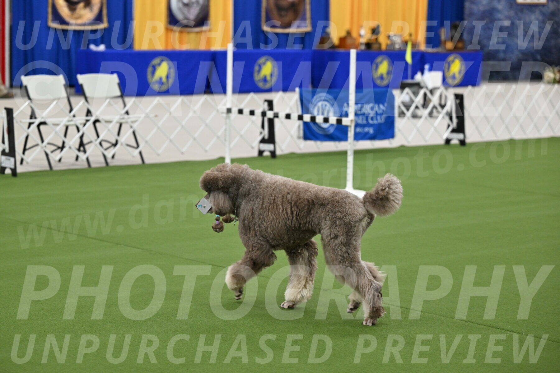 Ring-1-Afternoon-Obedience_2264