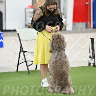 Ring-1-Afternoon-Obedience_2265