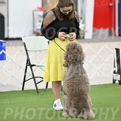 Ring-1-Afternoon-Obedience_2267