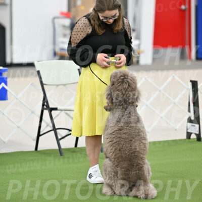 Ring-1-Afternoon-Obedience_2269