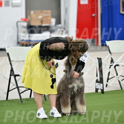 Ring-1-Afternoon-Obedience_2274