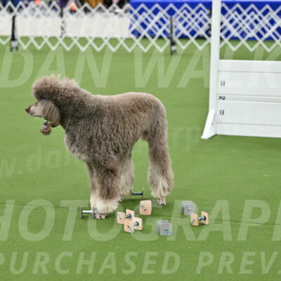 Ring-1-Afternoon-Obedience_2282