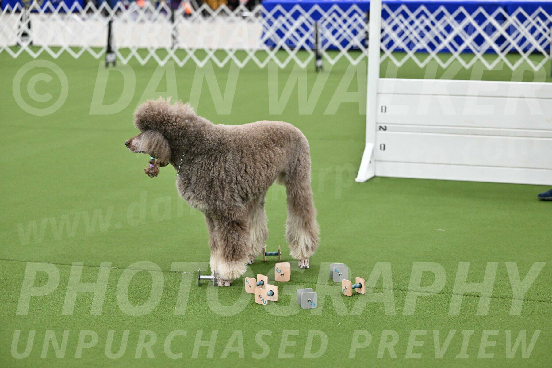 Ring-1-Afternoon-Obedience_2282