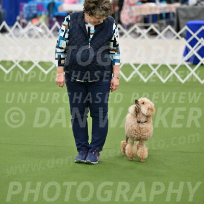 Ring-1-Afternoon-Obedience_2326